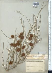 Calligonum caput-medusae Schrenk, Middle Asia, Karakum (M6) (Turkmenistan)