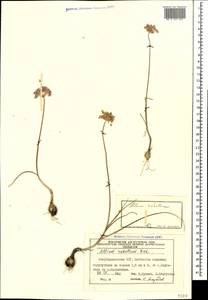 Allium rubellum M.Bieb., Caucasus, Azerbaijan (K6) (Azerbaijan)