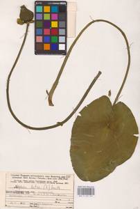 Nuphar lutea (L.) Sm., Eastern Europe, Northern region (E1) (Russia)