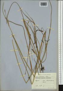 Juncus maritimus Lam., Western Europe (EUR) (Bulgaria)