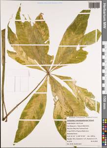 Arisaema consanguineum Schott, South Asia, South Asia (Asia outside ex-Soviet states and Mongolia) (ASIA) (Vietnam)