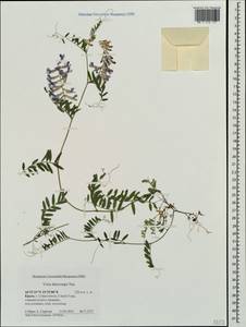 Vicia villosa subsp. varia (Host)Corb., Crimea (KRYM) (Russia)