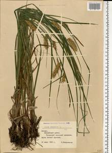 Carex vesicaria L., Eastern Europe, Latvia (E2b) (Latvia)
