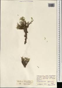 Anabasis brevifolia C. A. Mey., Mongolia (MONG) (Mongolia)