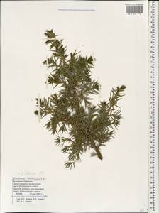Juniperus communis var. saxatilis Pall., Caucasus, Stavropol Krai, Karachay-Cherkessia & Kabardino-Balkaria (K1b) (Russia)