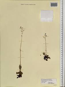 Micranthes calycina (Sternb.) Gornall & H.Ohba, Siberia, Chukotka & Kamchatka (S7) (Russia)