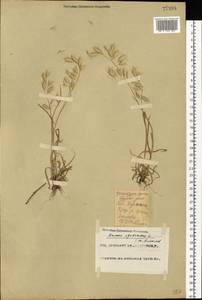 Bromus squarrosus L., Eastern Europe, Eastern region (E10) (Russia)