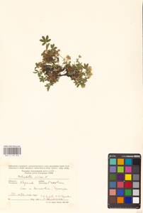 Potentilla aurea L., Eastern Europe, West Ukrainian region (E13) (Ukraine)