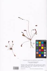 Drosera × obovata Mert. & W. D. J. Koch, Eastern Europe, Moscow region (E4a) (Russia)