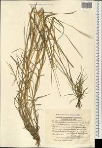 Bothriochloa bladhii (Retz.) S.T.Blake, Caucasus, Azerbaijan (K6) (Azerbaijan)