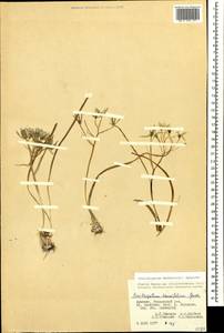 Ornithogalum orthophyllum subsp. kochii (Parl.) Zahar., Caucasus, Armenia (K5) (Armenia)