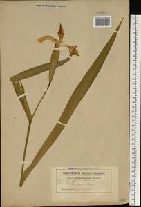 Iris pseudacorus L., Eastern Europe, Belarus (E3a) (Belarus)