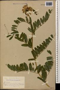 Vicia balansae Boiss., Caucasus, Armenia (K5) (Armenia)