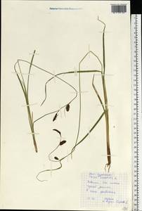 Carex saxatilis L., Eastern Europe, Northern region (E1) (Russia)