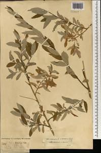 Salix viminalis L., Mongolia (MONG) (Mongolia)