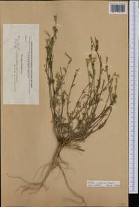 Silene euxina (Rupr.) Hand.-Mazz., Western Europe (EUR) (Bulgaria)