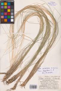 Stipa ucrainica P.A.Smirn., Eastern Europe, Lower Volga region (E9) (Russia)