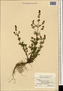 Teucrium orientale L., Caucasus, Armenia (K5) (Armenia)