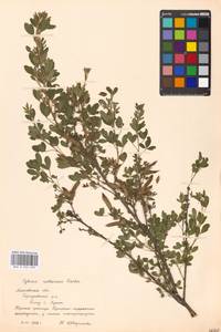 Chamaecytisus ruthenicus (Fisch. ex Woł.) Klásk., Eastern Europe, Moscow region (E4a) (Russia)