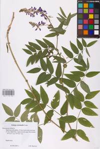 Galega orientalis Lam., Eastern Europe, Central region (E4) (Russia)