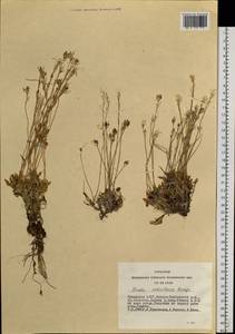 Draba ochroleuca Bunge, Siberia, Altai & Sayany Mountains (S2) (Russia)