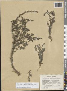 Lappula patula (Lehm.) Menyh., Eastern Europe, Lower Volga region (E9) (Russia)