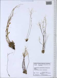 Arabidopsis septentrionalis (N. Busch) D. A. German, Siberia, Western Siberia (S1) (Russia)