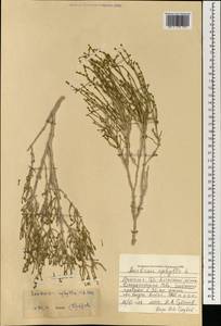 Anabasis aphylla L., Mongolia (MONG) (Mongolia)
