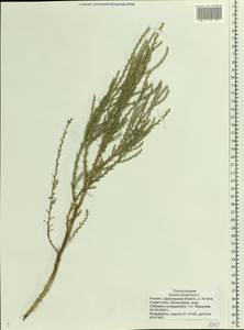 Salsola tamariscina Pall., Eastern Europe, Lower Volga region (E9) (Russia)