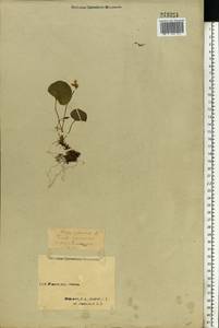 Viola palustris L., Eastern Europe, Northern region (E1) (Russia)
