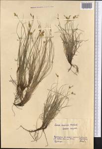 Carex supina Willd. ex Wahlenb., Middle Asia, Northern & Central Kazakhstan (M10) (Kazakhstan)