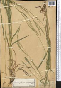 Brachypodium pinnatum (L.) P.Beauv., Middle Asia, Dzungarian Alatau & Tarbagatai (M5) (Kazakhstan)