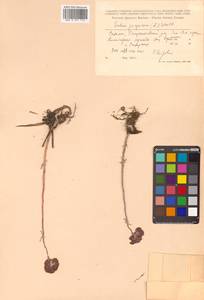 Hylotelephium telephium (L.) H. Ohba, Siberia, Russian Far East (S6) (Russia)