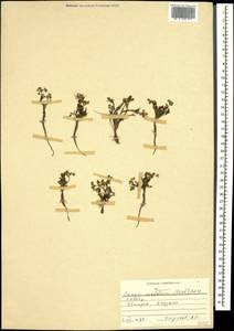 Carum meifolium (M. Bieb.) Boiss., Caucasus, Georgia (K4) (Georgia)