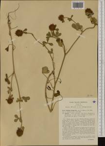 Trifolium hirtum All., Western Europe (EUR) (Italy)