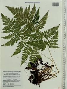 Dryopteris carthusiana (Vill.) H. P. Fuchs, Eastern Europe, Northern region (E1) (Russia)