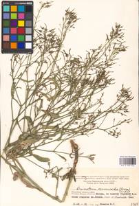 Brassica elongata subsp. integrifolia (Boiss.) Breistr., Eastern Europe, Moscow region (E4a) (Russia)
