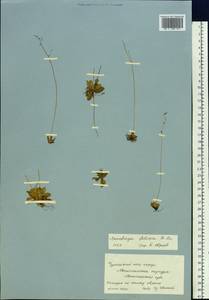 Micranthes foliolosa (R. Br.) Gornall, Siberia, Chukotka & Kamchatka (S7) (Russia)