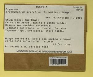 Leptostomopsis systylia (Müll. Hal.) J.R. Spence & H.P. Ramsay, Bryophytes, Bryophytes - America (BAm) (Bolivia)