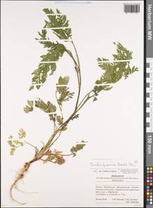 Torilis japonica (Houtt.) DC., Eastern Europe, Lower Volga region (E9) (Russia)