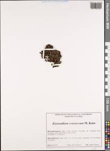 Zeylanidium crustaceum M. Kato, South Asia, South Asia (Asia outside ex-Soviet states and Mongolia) (ASIA) (India)
