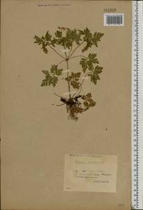 Geranium robertianum L., Eastern Europe, Belarus (E3a) (Belarus)