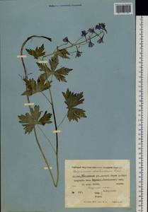 Delphinium cheilanthum Fisch. ex DC., Siberia, Yakutia (S5) (Russia)