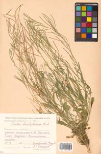 Arabidopsis lyrata subsp. kamchatica (Fisch. ex DC.) O'Kane & Al-Shehbaz, Siberia, Chukotka & Kamchatka (S7) (Russia)