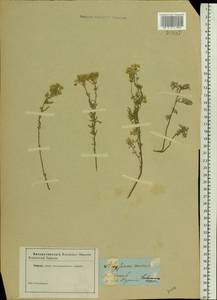 Odontarrhena muralis (Waldst. & Kit.) Endl., Eastern Europe, South Ukrainian region (E12) (Ukraine)