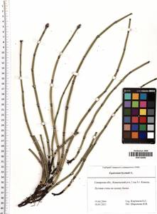 Equisetum hyemale L., Eastern Europe, Middle Volga region (E8) (Russia)
