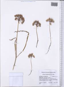 Allium oreophilum C.A.Mey., Middle Asia, Northern & Central Tian Shan (M4) (Kyrgyzstan)