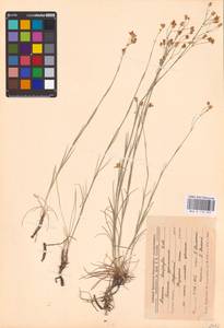 Eremogone saxatilis (L.) Ikonn., Eastern Europe, Central forest-and-steppe region (E6) (Russia)