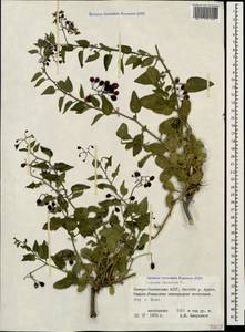 Solanum dulcamara L., Caucasus, North Ossetia, Ingushetia & Chechnya (K1c) (Russia)