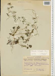Ranunculus trichophyllus Chaix, Eastern Europe, Volga-Kama region (E7) (Russia)